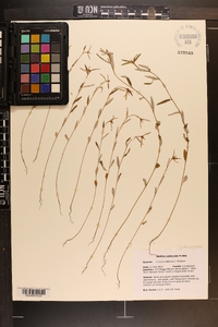 Croton michauxii image