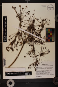 Echinodorus floridanus image