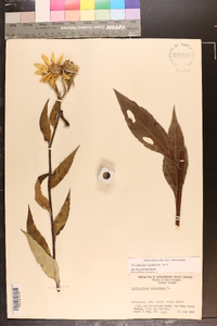 Helianthus resinosus image