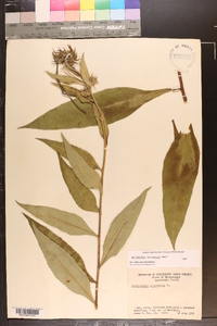 Helianthus resinosus image