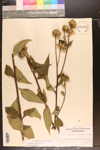 Helianthus resinosus image