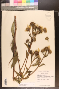 Helianthus resinosus image
