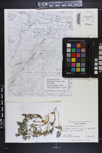 Corydalis flavula image