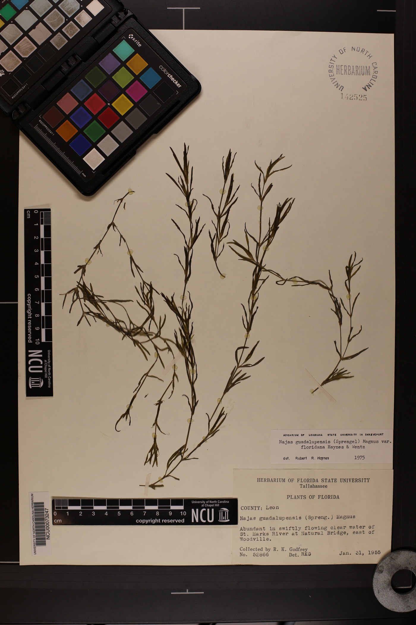 Najas guadalupensis var. floridana image