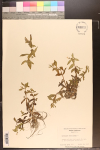 Gratiola virginiana image