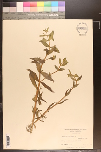 Gratiola virginiana image