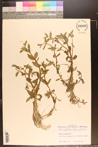 Gratiola virginiana image