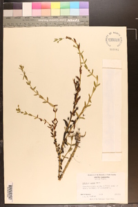 Gratiola aurea image