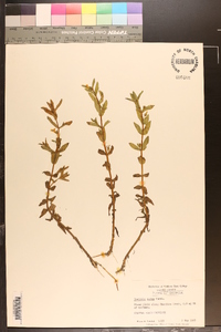 Gratiola aurea image