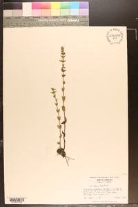 Sophronanthe pilosa image