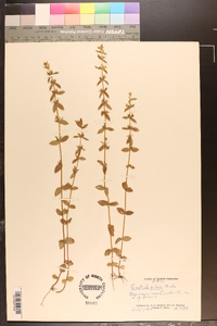 Sophronanthe pilosa image