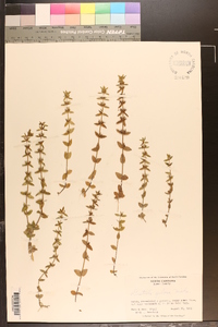 Sophronanthe pilosa image