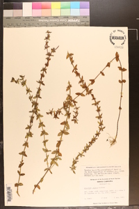 Sophronanthe pilosa image