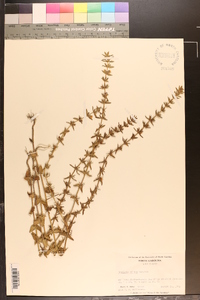 Sophronanthe pilosa image