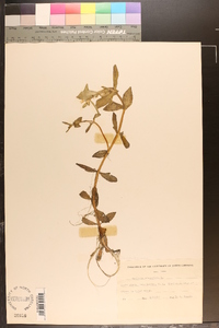 Gratiola virginiana image