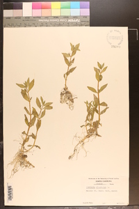 Gratiola virginiana image