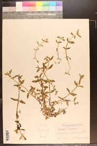 Gratiola virginiana image