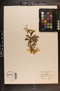 Gratiola virginiana image