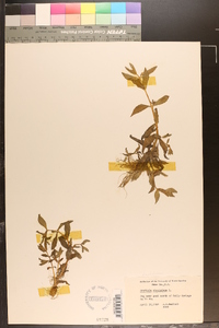 Gratiola virginiana image