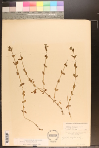 Gratiola viscidula image