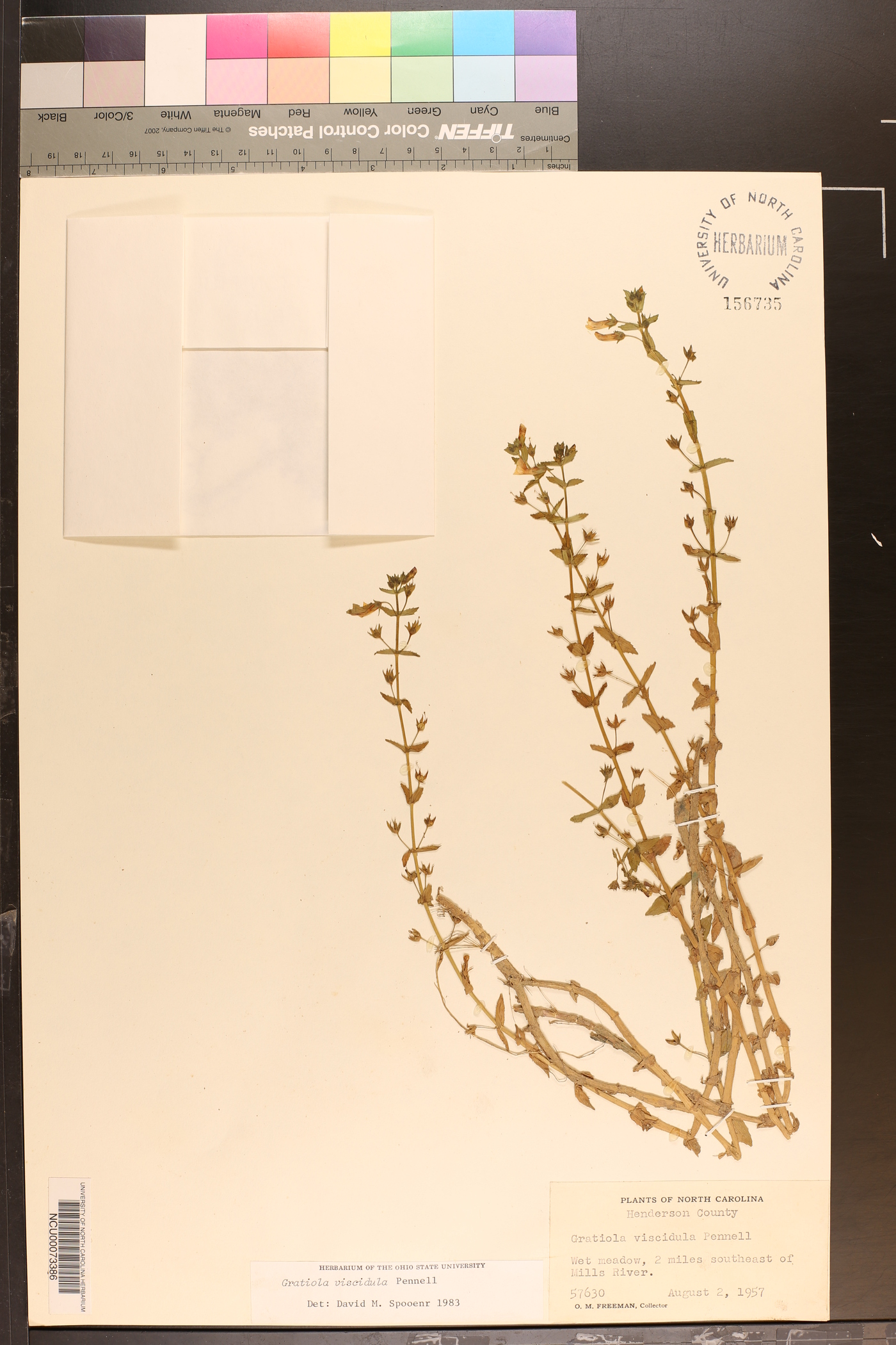 Gratiola viscidula image