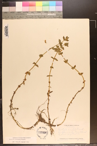 Gratiola viscidula image