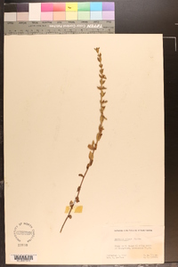 Sophronanthe pilosa image