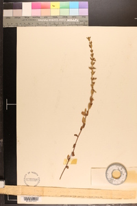 Sophronanthe pilosa image