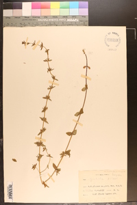 Sophronanthe pilosa image