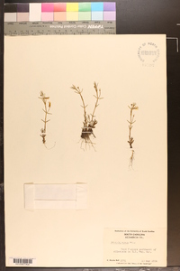 Gratiola ramosa image