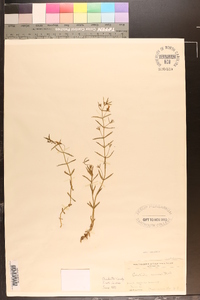 Gratiola ramosa image