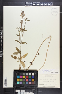 Stachys floridana image