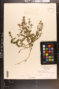 Stachys floridana image