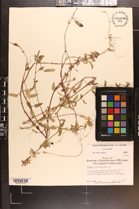 Stachys floridana image