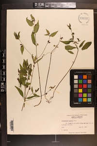 Melampyrum lineare image