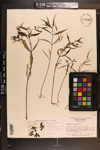 Melampyrum lineare image