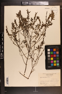 Melampyrum lineare image