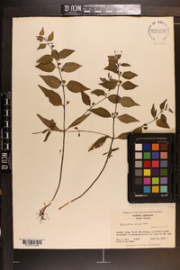 Melampyrum lineare image