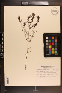 Melampyrum lineare image