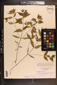 Melampyrum lineare image