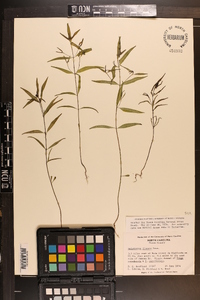 Melampyrum lineare image