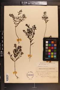 Melampyrum lineare image