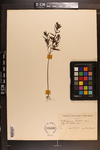 Melampyrum lineare image