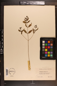 Melampyrum lineare image