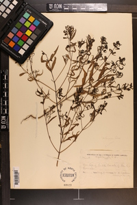 Melampyrum lineare image