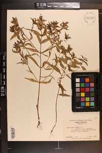 Melampyrum lineare image