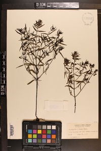 Melampyrum lineare image