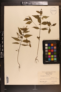 Melampyrum lineare image