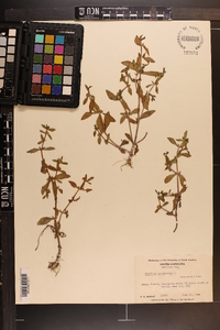 Gratiola virginiana image