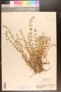 Gratiola viscidula image